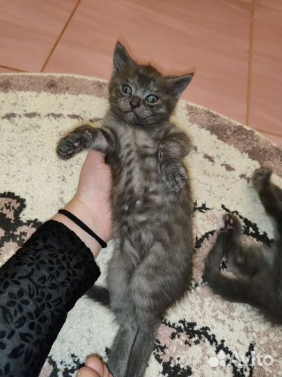 Отдам хорошим людям