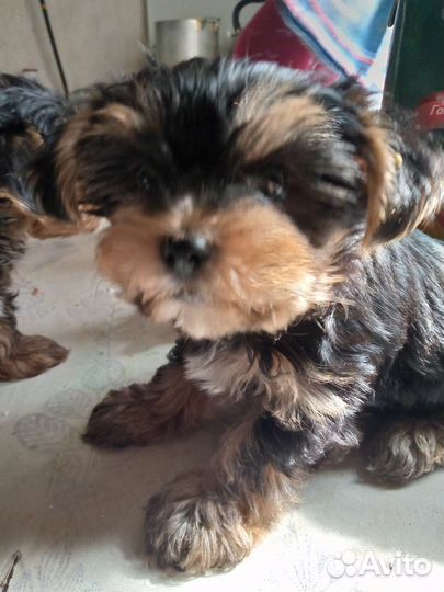 Собаки щенки