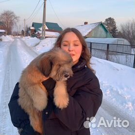 тибетский терьер - Купить недорого собаку или щенка🐕 во всех регионах |  Цены на собак разных пород | Авито