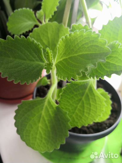 Комнатная мята