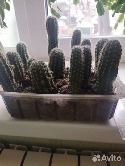 Комнатные растения и цветы