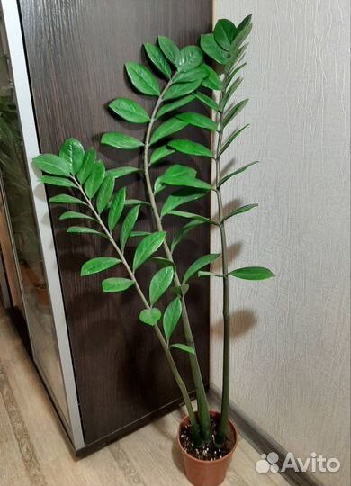 Замиокулькас