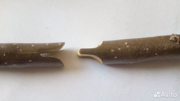 Секатор прививочный