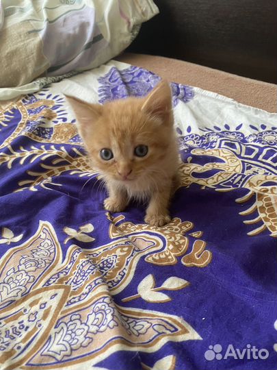Котята отдам в добрые руки бесплатно