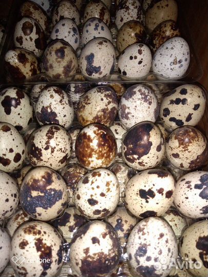 Яйца перепелиные пищевые