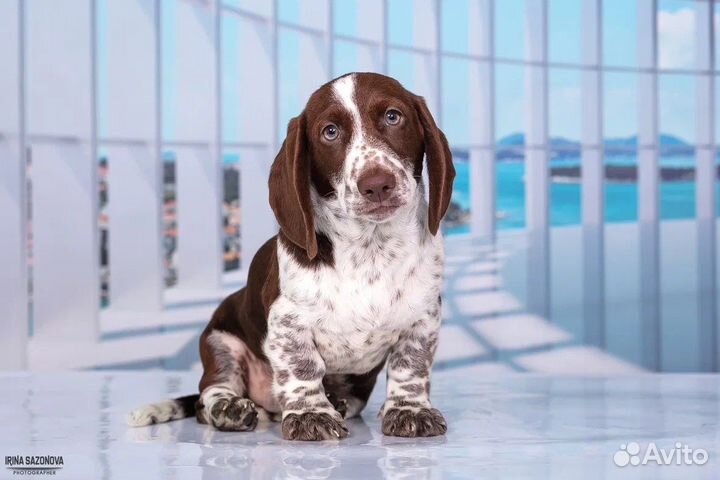 Такса эксклюзивного окраса Пайболд