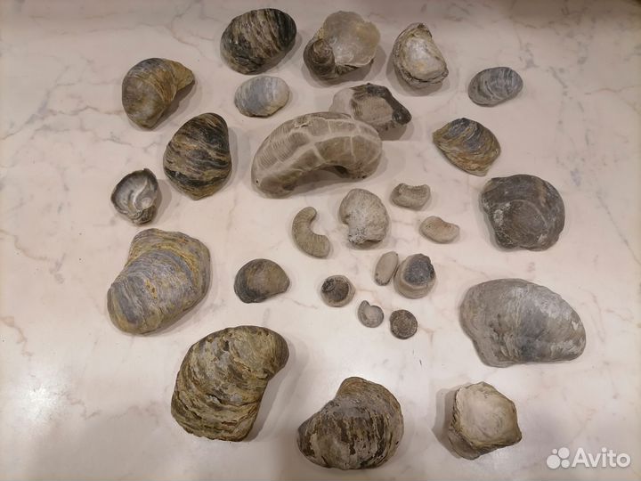 Раковины и окаменелости древних моллюсков