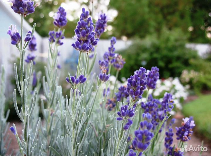 Лаванда