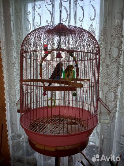 Корм для попугаев