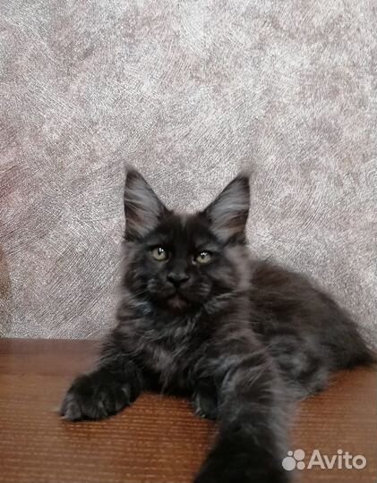 Котята мейн-кун