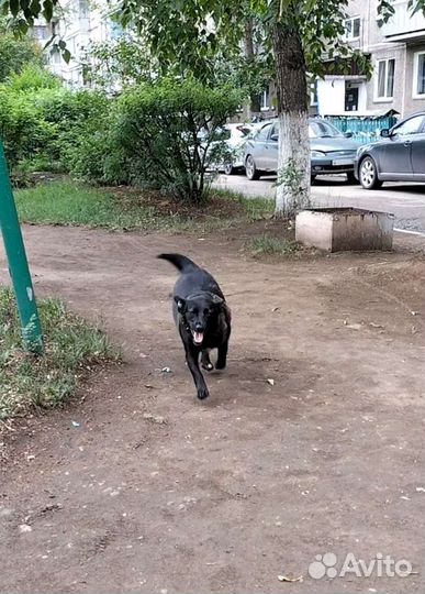 Собака, которая не лает