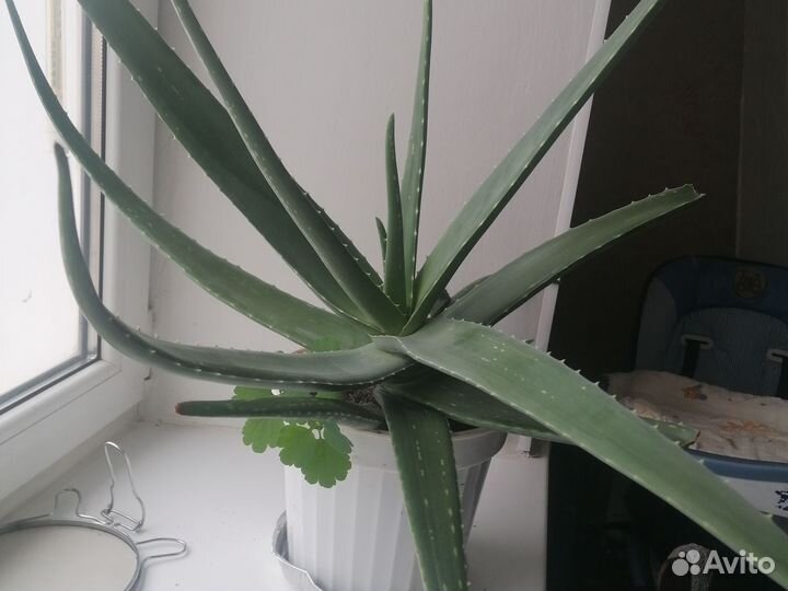 Веточки Алоэ вера на лекарства и косметику