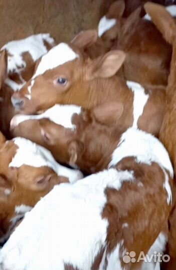 Бычки на откорм