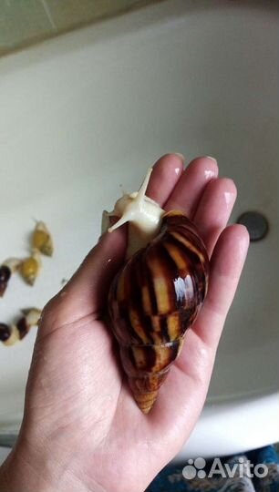 Улитки ахатины альбино