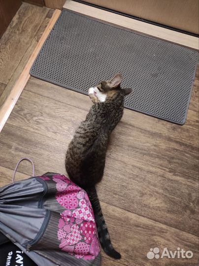 Нашли Кошечку подростка, ищем старых, новых хозяев