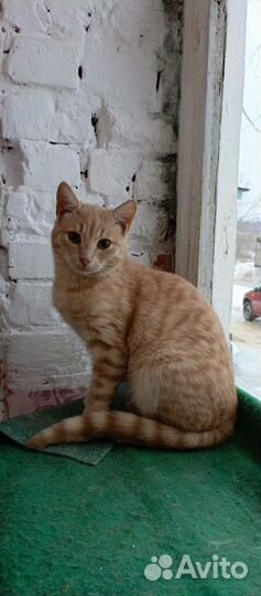 Котик Персик в добрые руки