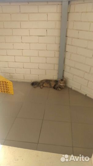 Отдам бесплатно кошку