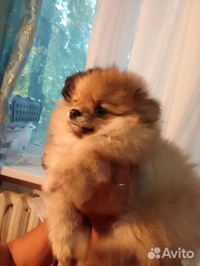 Щенки шпица