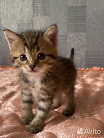 Кошка кот