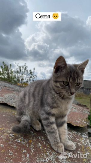 Котята в добрые руки бесплатно