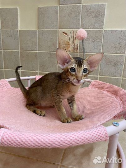 Ориентальные котята экстрим