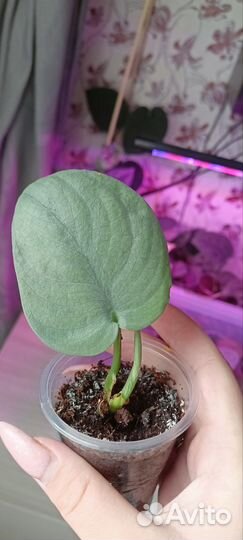 Сциндапсус Сильвер Хиро