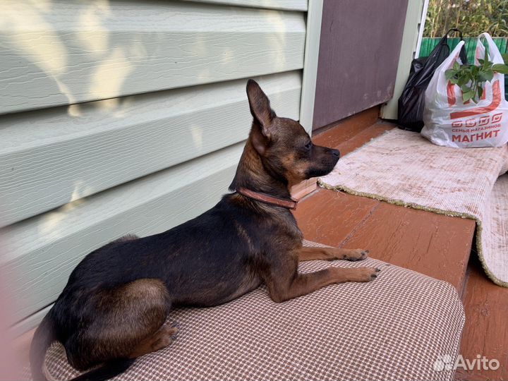 Мини той терьер вязка