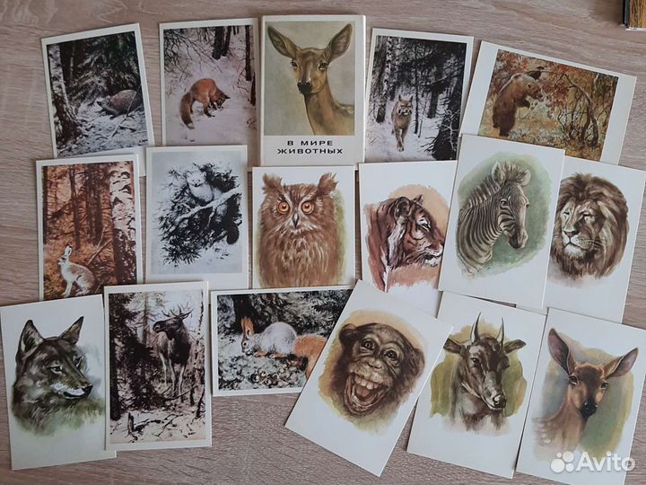 Открытки Мир птиц и рыб и животных