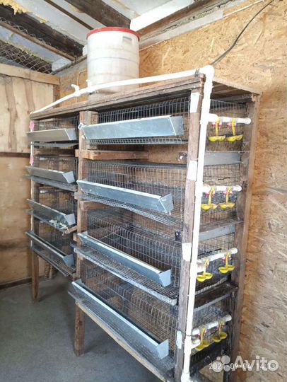 Клетки для перепелов