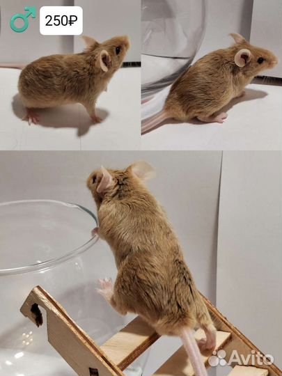 Декоративные мыши