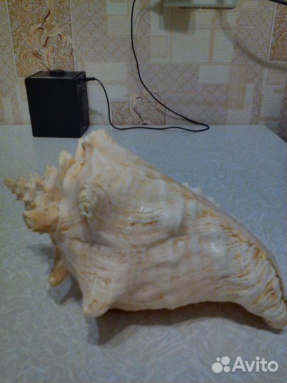 Большая морская раковина 25*20см
