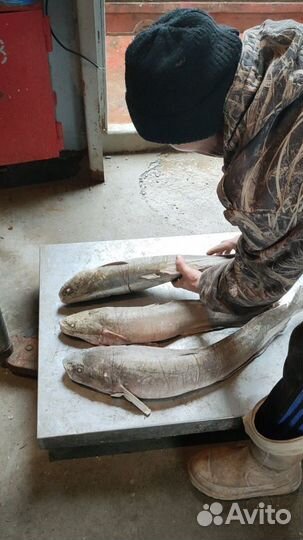 Налим Ямальский. Свежемороженый