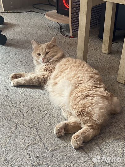 Кот на вязку