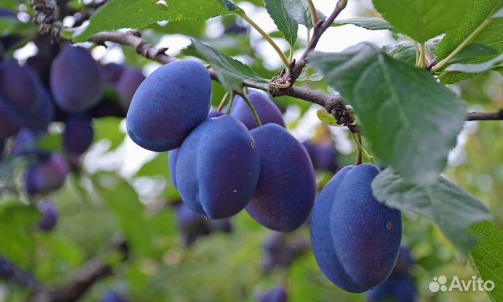 Саженцы жёлтых, красных и синих слив, малина