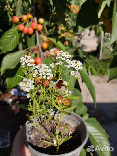 Алиссум Приморский