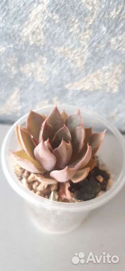 Кактусы и суккуленты