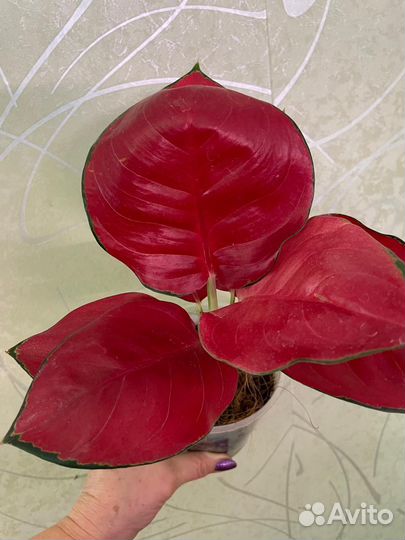 Аглаонема Рэд