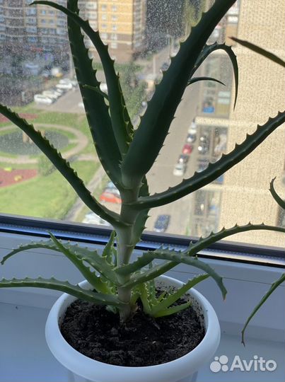 Алоэ цветок дерево рассада куст