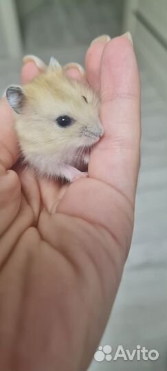 Джунгарский хомяк бесплатно