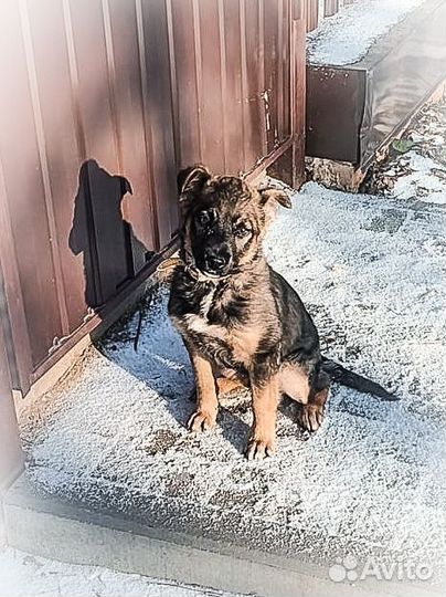 Щеночек Дося