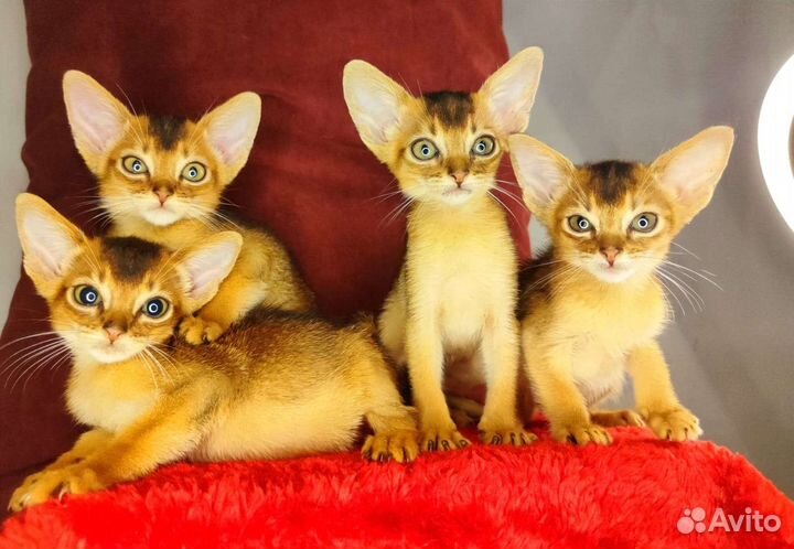 Абиссинские эксклюзивные котята