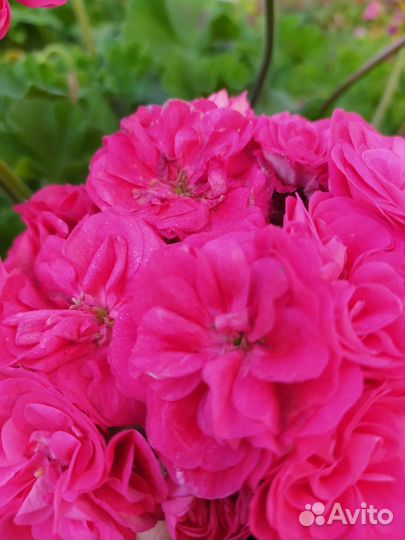 Пеларгония герань сортовая