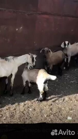 Козье молоко