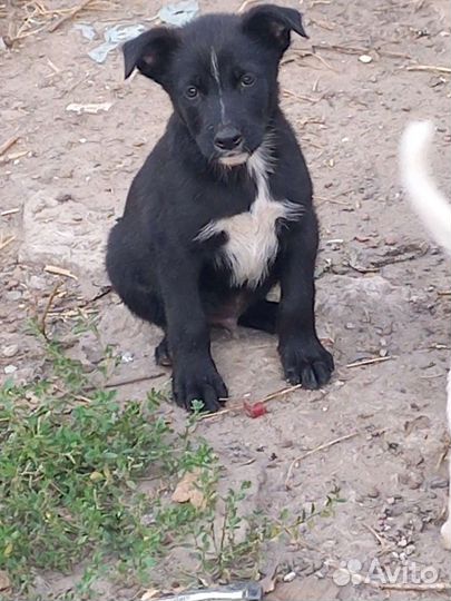 Собака в добрые руки отдам бесплатно