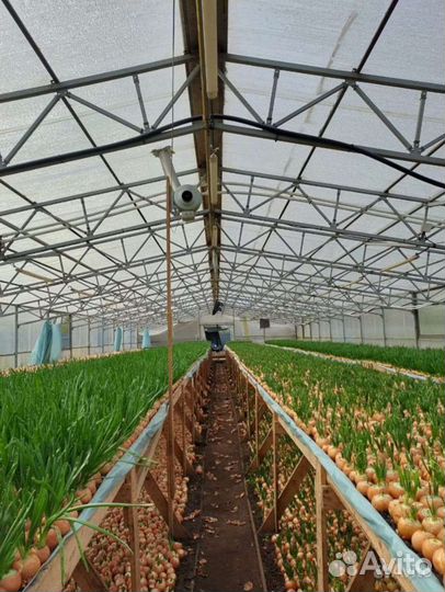 Теплица в аренду