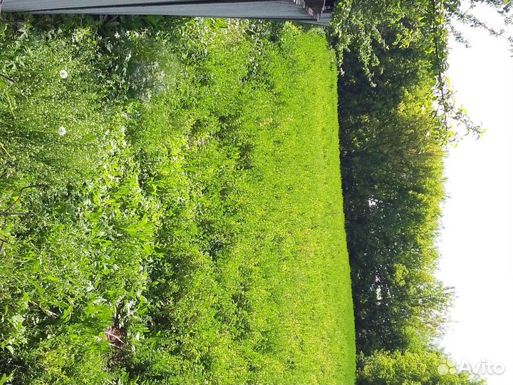 Спарцет на сено