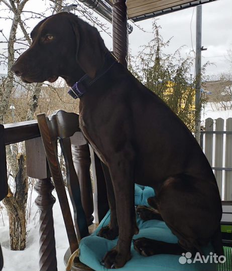 Курцхаар вязка