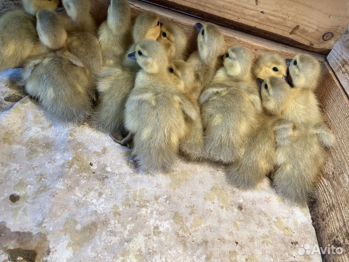 Мускусные утята