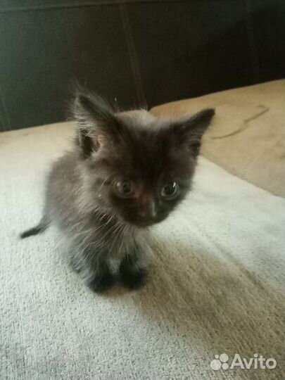 Персидский котик