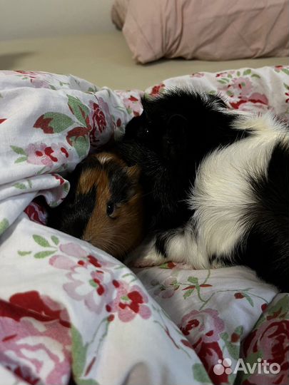 Морская свинка